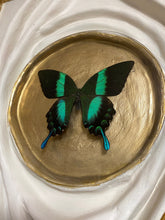 Load image into Gallery viewer, 16 x 20 The Answer is Found in Nature Scultpure