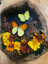 Load image into Gallery viewer, 14 x 18 Hollow Log Nature Scene
