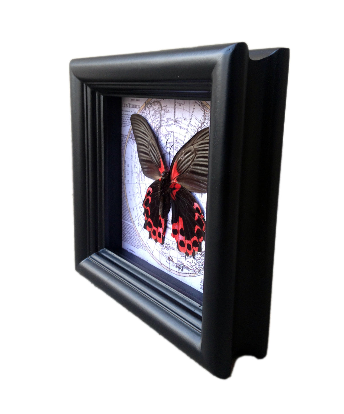 Real Red and Black Butterfly on Vintage Map, 5x5 Shadow Box