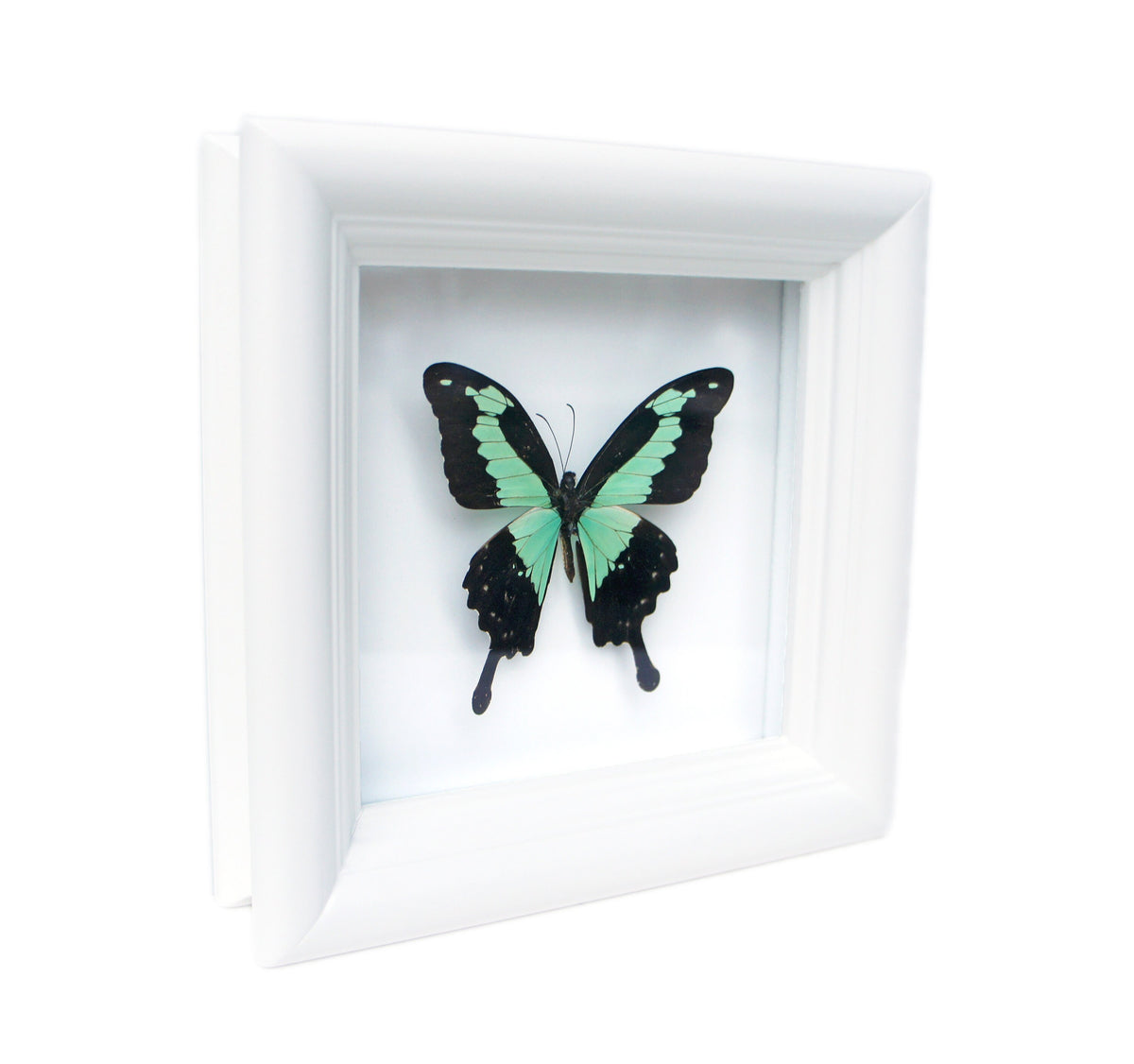 Real Green and Black Birdwing Butterfly Shadow Box
