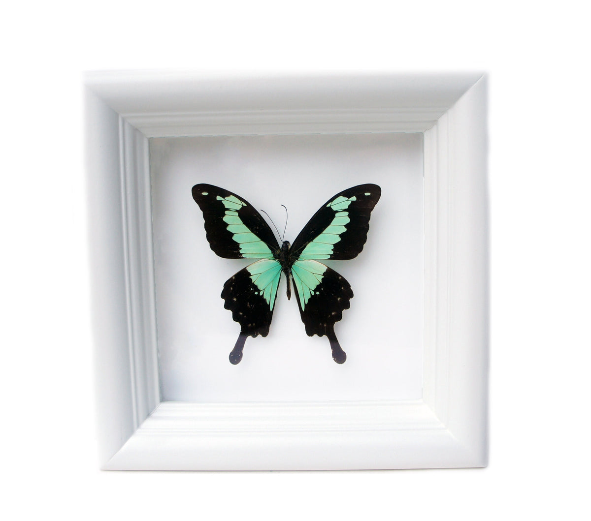 Real Green and Black Birdwing Butterfly Shadow Box
