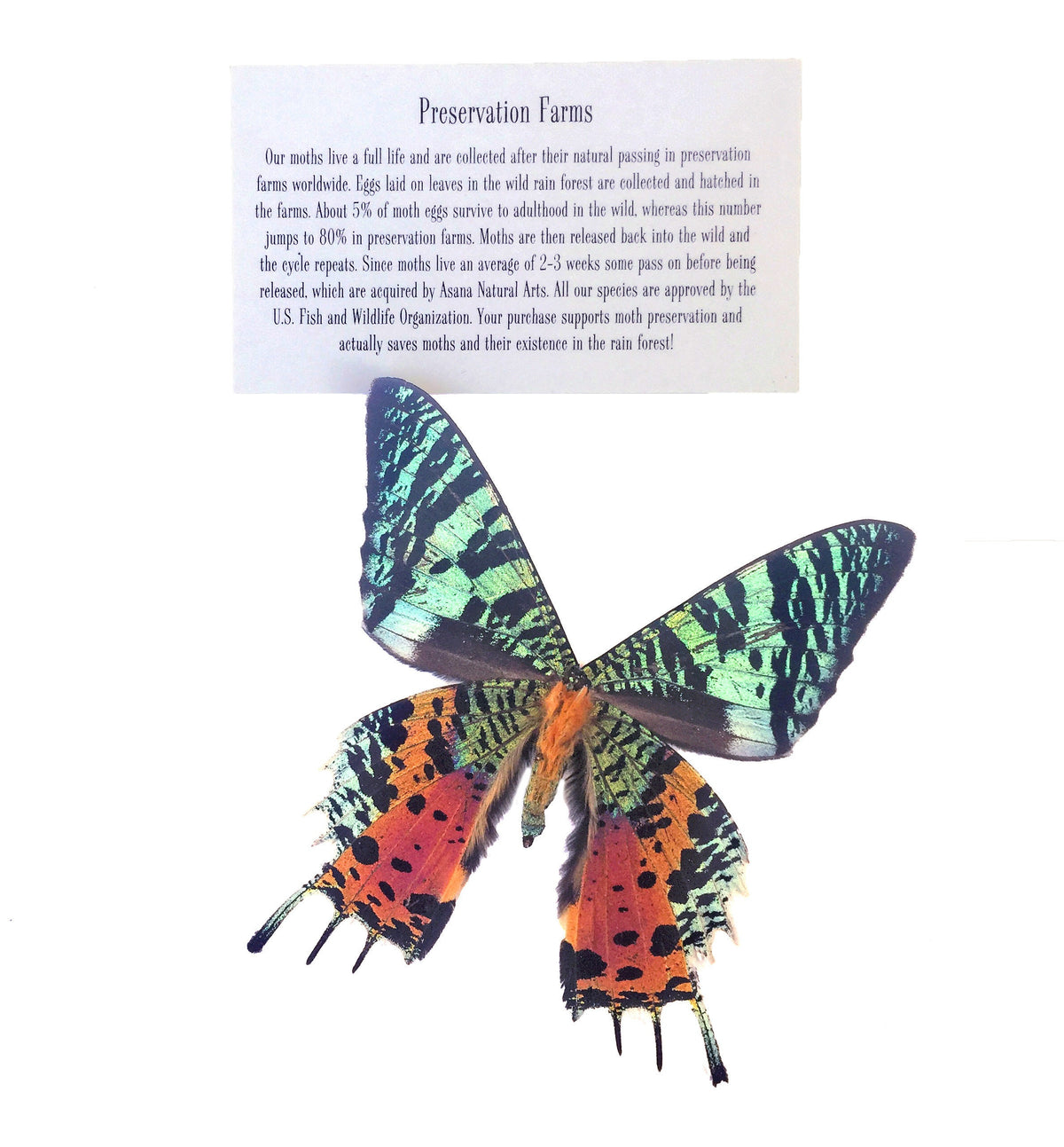 Real Green Sunset Moth Wing Adjustable Ring