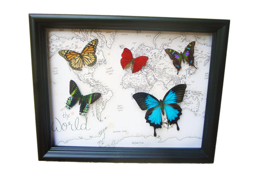 Large Real Butterflies on World Map, 11x14 Shadow Box