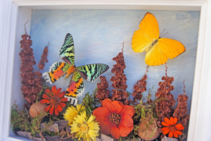 8x10 Flower Shadow Box with Sunset Moth and Yellow