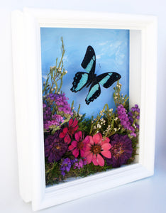 8x10 Flower Shadow Box with Papilio Bromius