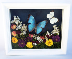 8x10 Flower Shadow Box with Morpho and White