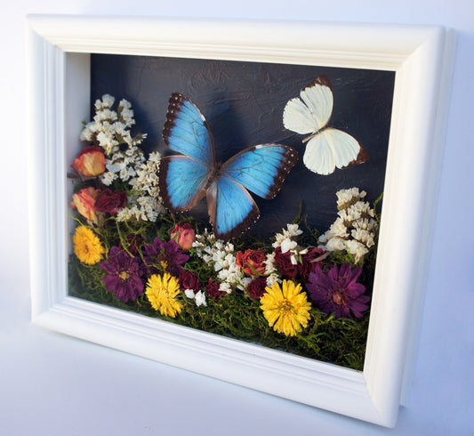 Morpho and white flower shadow box, alternate view