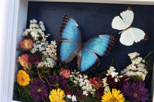 8x10 Flower Shadow Box with Morpho and White