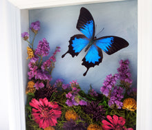 Load image into Gallery viewer, 8x10 Flower Shadow Box with Papilio Ulysses