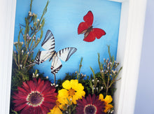 Load image into Gallery viewer, 8x10 Flower Shadow Box with Eurytides and Red