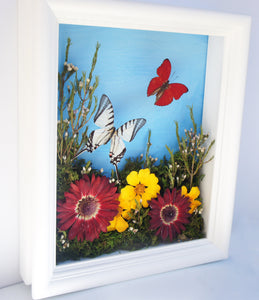 8x10 Flower Shadow Box with Eurytides and Red
