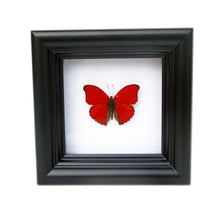Load image into Gallery viewer, 4x4 Real Butterfly Taxidermy - Cymothoe Sangaris