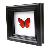 Load image into Gallery viewer, 4x4 Real Butterfly Taxidermy - Cymothoe Sangaris