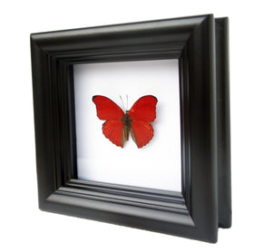 4x4 Real Butterfly Taxidermy - Cymothoe Sangaris