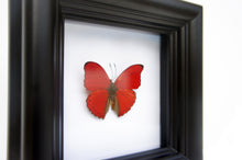 Load image into Gallery viewer, 4x4 Real Butterfly Taxidermy - Cymothoe Sangaris
