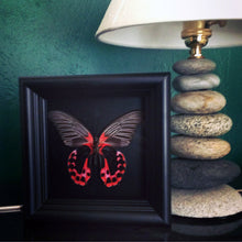 Load image into Gallery viewer, 5x5 Scarlet Mormon Butterfly