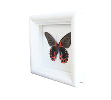 Load image into Gallery viewer, 5x5 Scarlet Mormon Butterfly