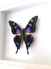 Load image into Gallery viewer, 4x4 Real Butterfly Taxidermy - Graphium Weiskei