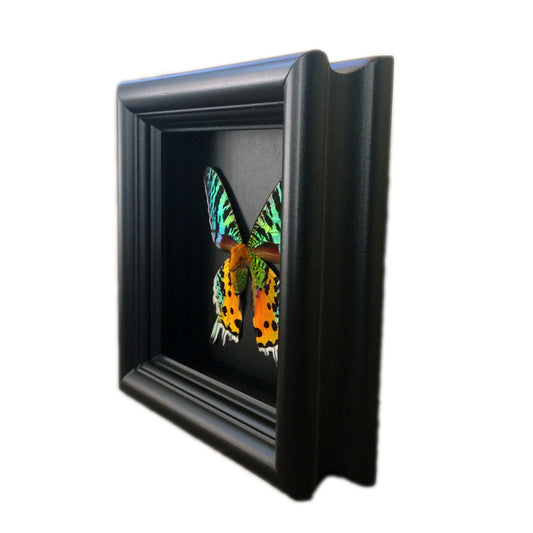 Sunset Moth shadow box, alternate view