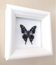 Load image into Gallery viewer, 4x4 Real Butterfly Taxidermy - Graphium Weiskei