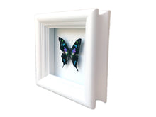 Load image into Gallery viewer, 4x4 Real Butterfly Taxidermy - Graphium Weiskei

