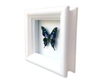 Load image into Gallery viewer, 4x4 Real Butterfly Taxidermy - Graphium Weiskei