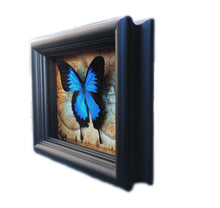 Load image into Gallery viewer, 5x7 Real Framed Butterfly Taxidermy - Papilio Ulysses on Map