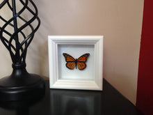 Load image into Gallery viewer, Real Framed Butterfly Taxidermy - Monarch Plain, Insects, Curiosity, Bugs, Taxidermy Art, Natural, Unique, Gift, Special Occasion