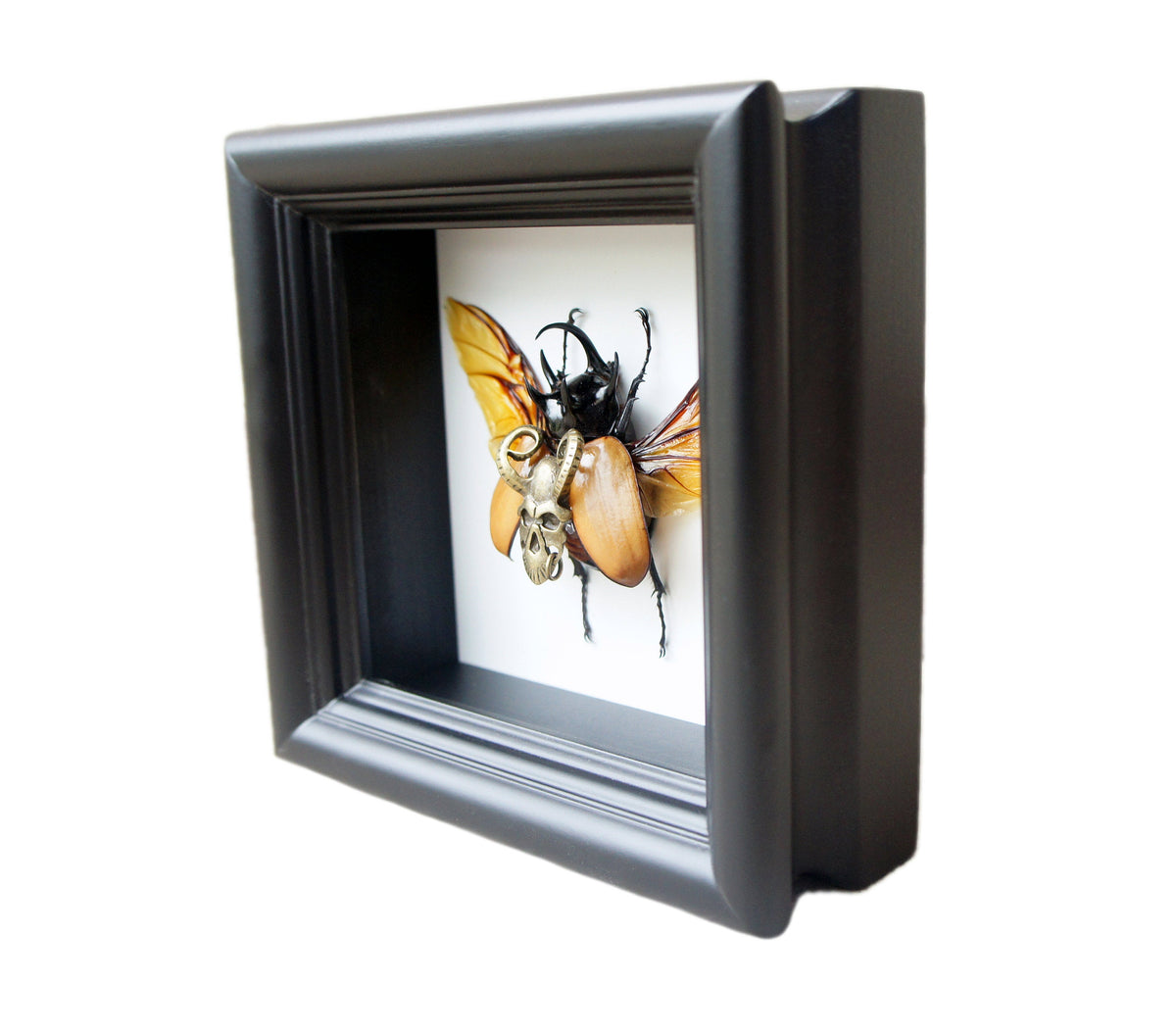 Real Beetle with Bronze Demon Charm in 5x5 Shadow Box
