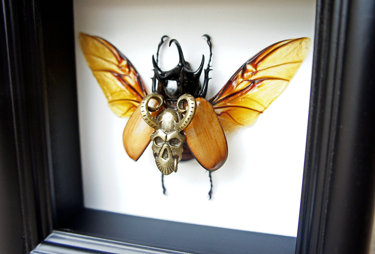 Real Beetle with Bronze Demon Charm in 5x5 Shadow Box