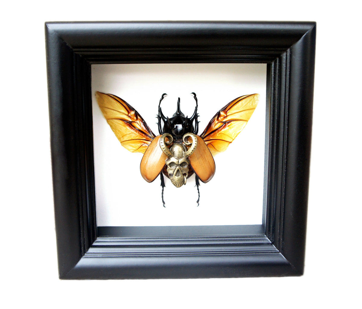Real Beetle with Bronze Demon Charm in 5x5 Shadow Box