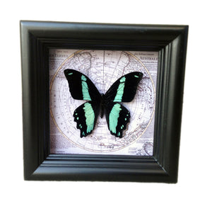 5x5 Vintage Map Framed Butterfly - Papilio Bromius