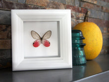 Load image into Gallery viewer, 4x4 Real Bright Pink Framed Butterfly - Blushing Phantom