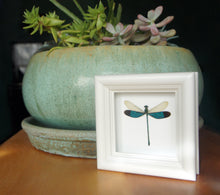 Load image into Gallery viewer, 4x4 Real Damselfly Taxidermy - Insect Framed Art
