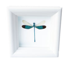 Load image into Gallery viewer, 4x4 Real Damselfly Taxidermy - Insect Framed Art