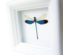 Load image into Gallery viewer, 4x4 Real Damselfly Taxidermy - Insect Framed Art
