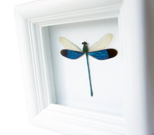 Load image into Gallery viewer, 4x4 Real Damselfly Taxidermy - Insect Framed Art