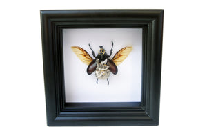 Real Steampunk Beetle Taxidermy - Rhino Beetle - Framed Insect Taxidermy Art, Steampunk Decor, Gifts For Men