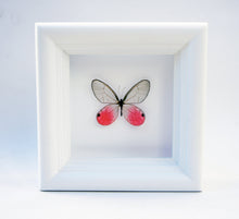 Load image into Gallery viewer, 4x4 Real Bright Pink Framed Butterfly - Blushing Phantom