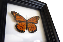 Load image into Gallery viewer, Real Framed Butterfly Taxidermy - Monarch Plain, Insects, Curiosity, Bugs, Taxidermy Art, Natural, Unique, Gift, Special Occasion