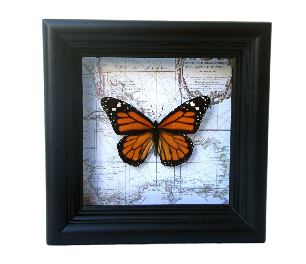 5x5 Real Framed Butterfly Taxidermy - Monarch on Map