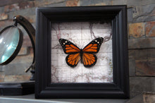 Load image into Gallery viewer, 5x5 Real Framed Butterfly Taxidermy - Monarch on Map