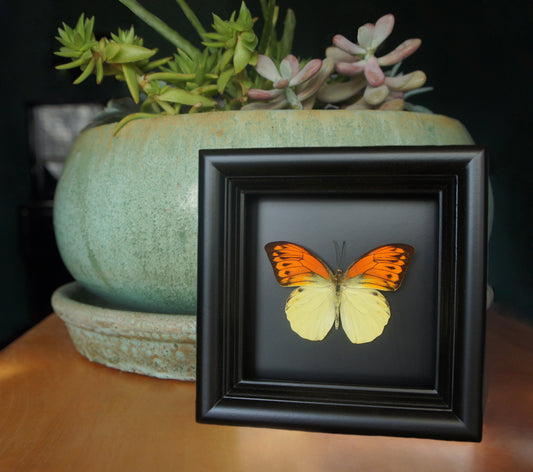 Orange and yellow butterfly shadow box, alternate view