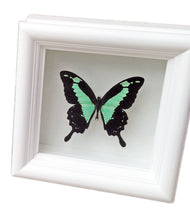 Load image into Gallery viewer, Real Framed Butterfly Taxidermy - Papilio Phorcas - Insects, Curiosity, Scientific, Bugs, Taxidermy Art, Natural, Unique