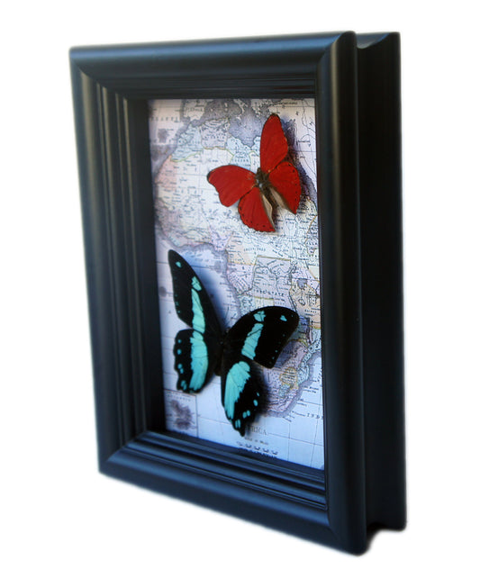 Two butterflies on map frame, alternate view