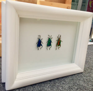 Real Frog Beetle Insect Frame - Framed Taxidermy Art, Nature Art, Oddities, Real Butterfly
