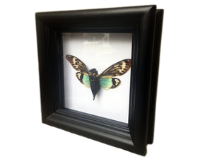 5x5 Real Cicada Insect Shadowbox Frame - Tosena Splendida