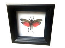 Load image into Gallery viewer, Real Grasshopper Insect Shadowbox Frame - Pink Katydid - Butterfly Framed Art, Butterfly Decor, Framed Butterfly, Real Butterfly
