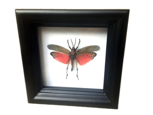Real Grasshopper Insect Shadowbox Frame - Pink Katydid - Butterfly Framed Art, Butterfly Decor, Framed Butterfly, Real Butterfly