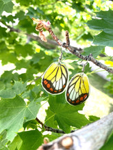 Load image into Gallery viewer, REAL butterfly wing earrings - Delias Hyparete Hindwing